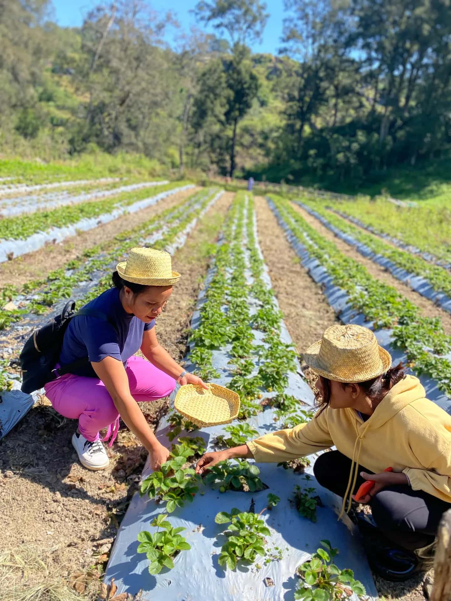 Picking strawberries on a highland farm