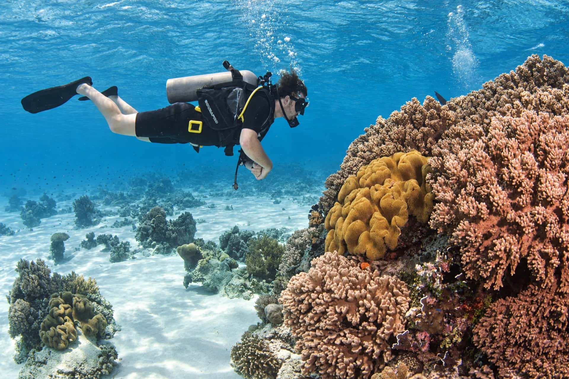 Scuba Diving (1/2)