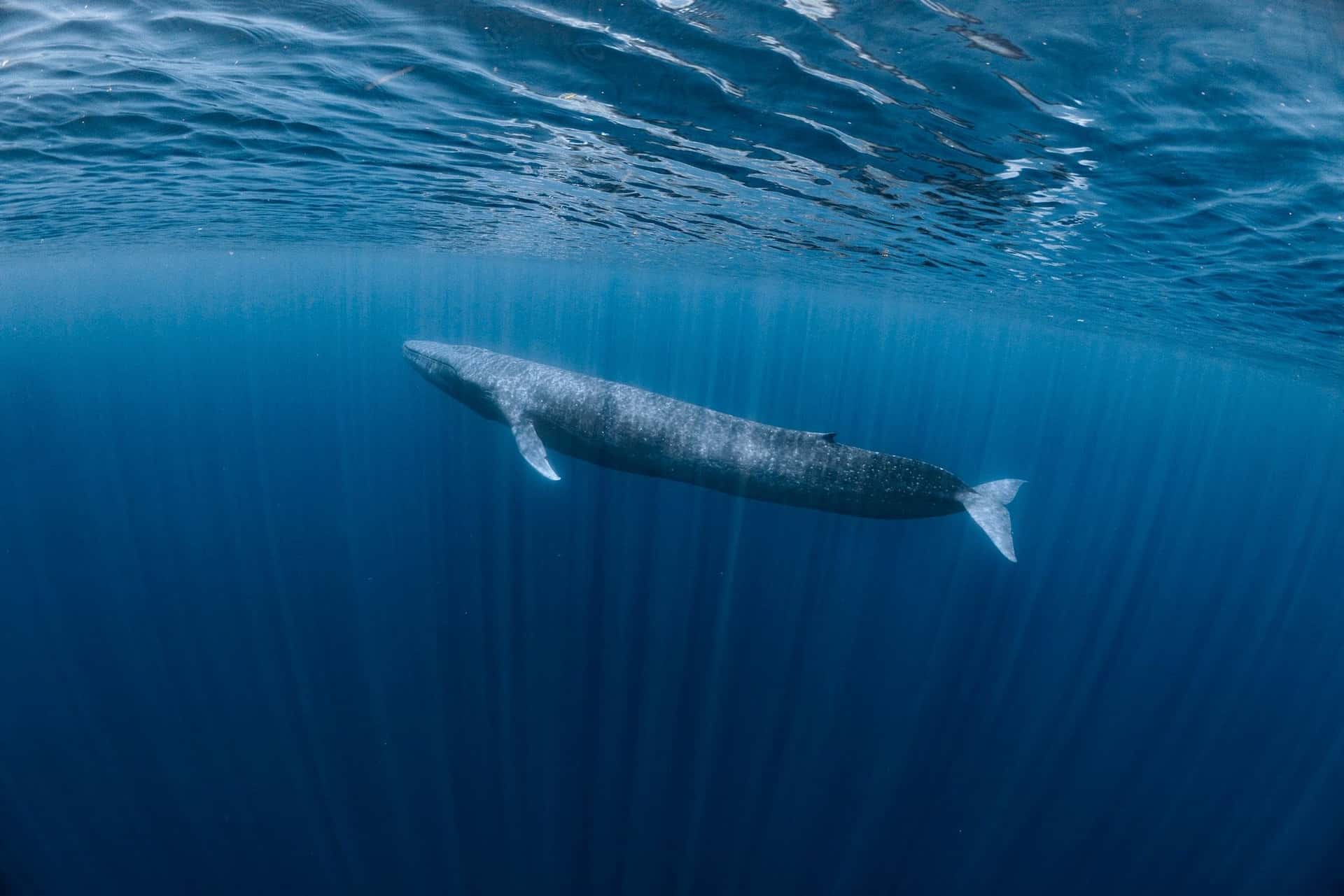 Blue Whale Encounter (Day Trip, 6 hours)
