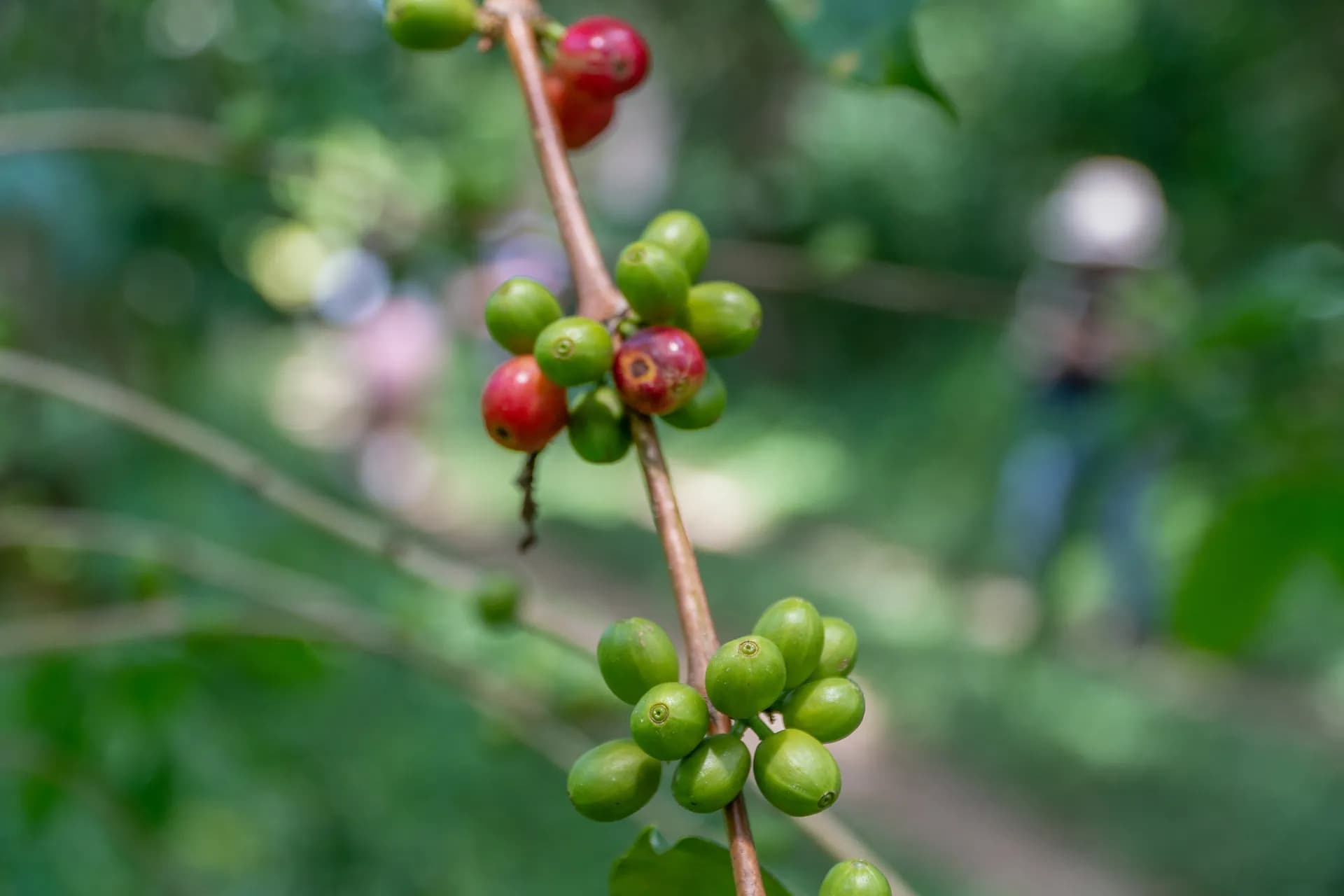The Timor Hybrid