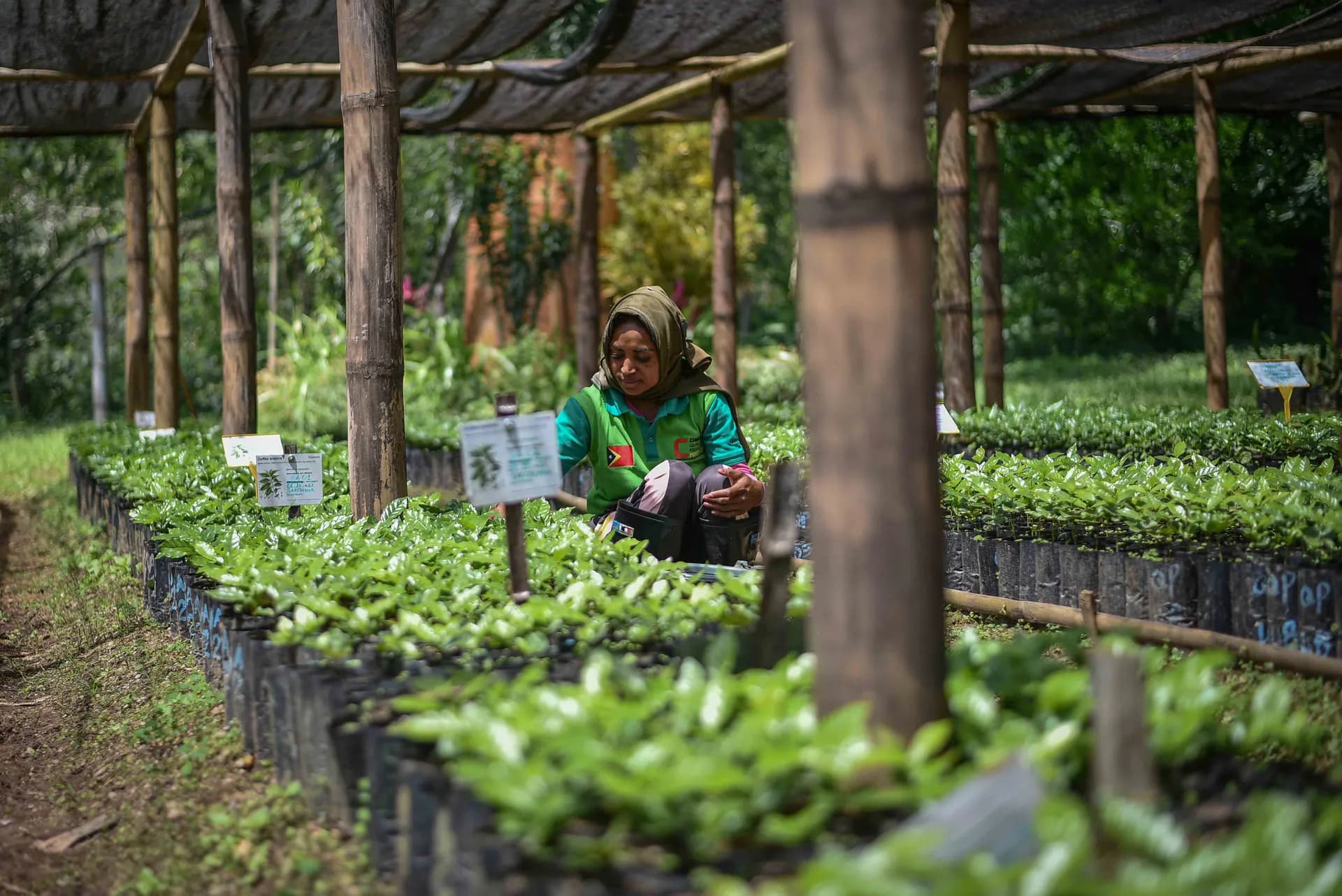 Visiting a Coffee Farm