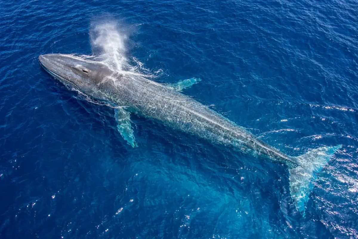 A whale at the surface, seen from above