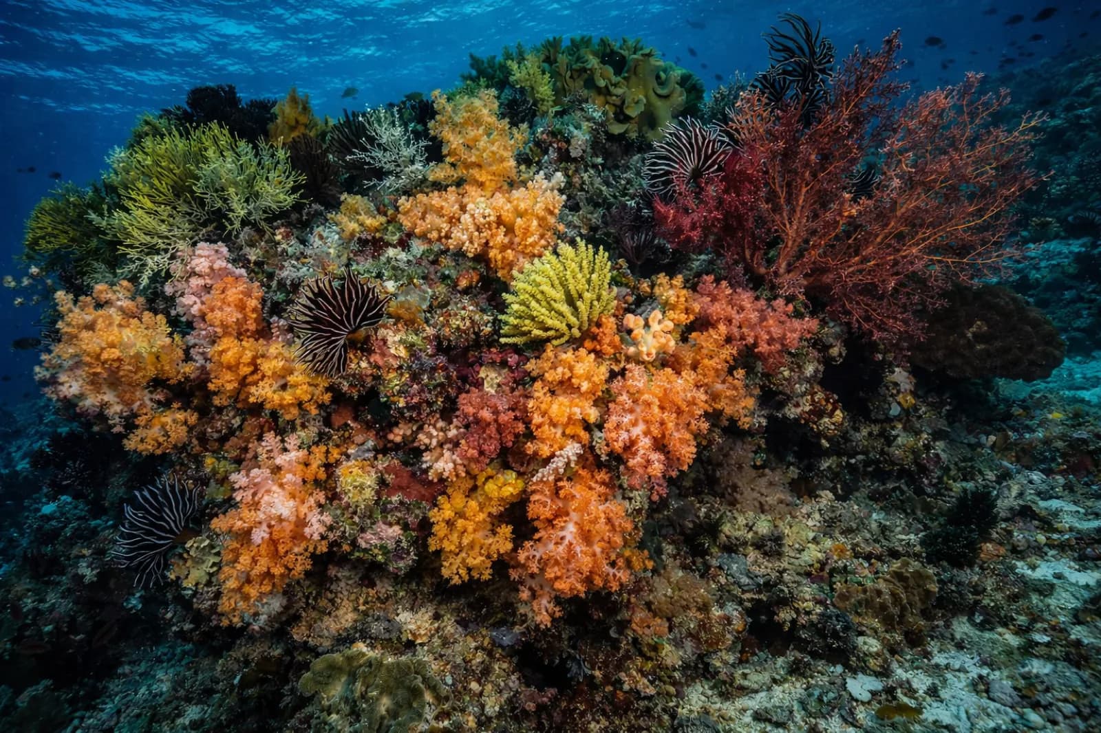 Diving in Timor-Leste