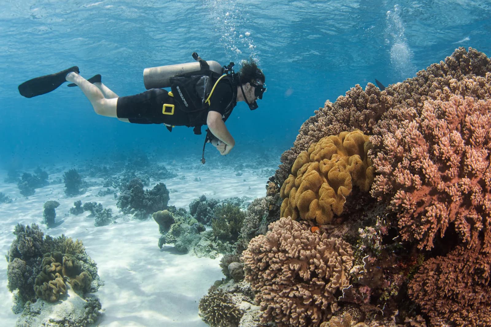 Dive Sites of Timor-Leste