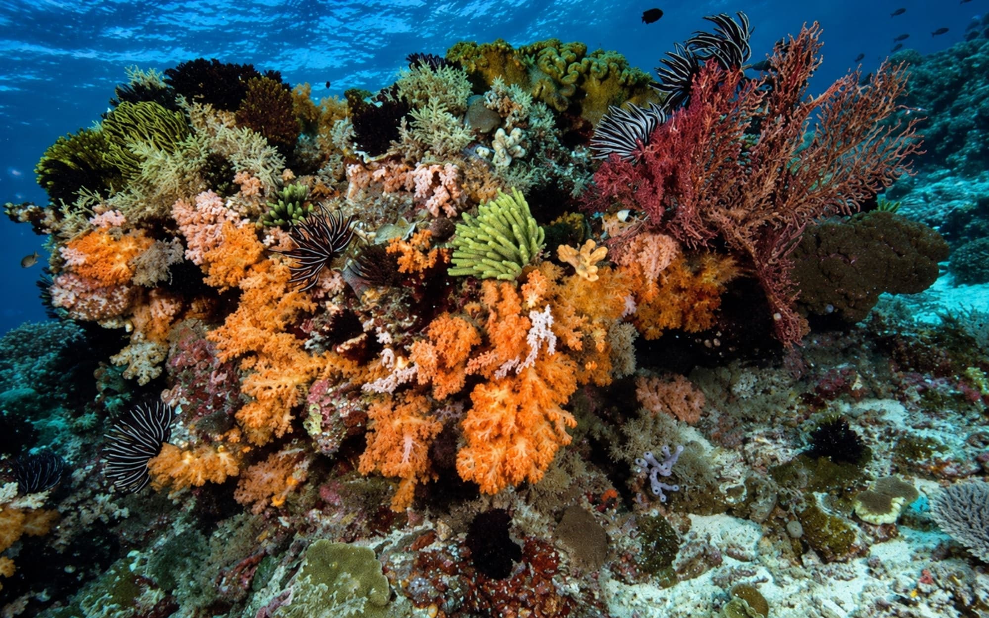 Shore Dive: House Reef