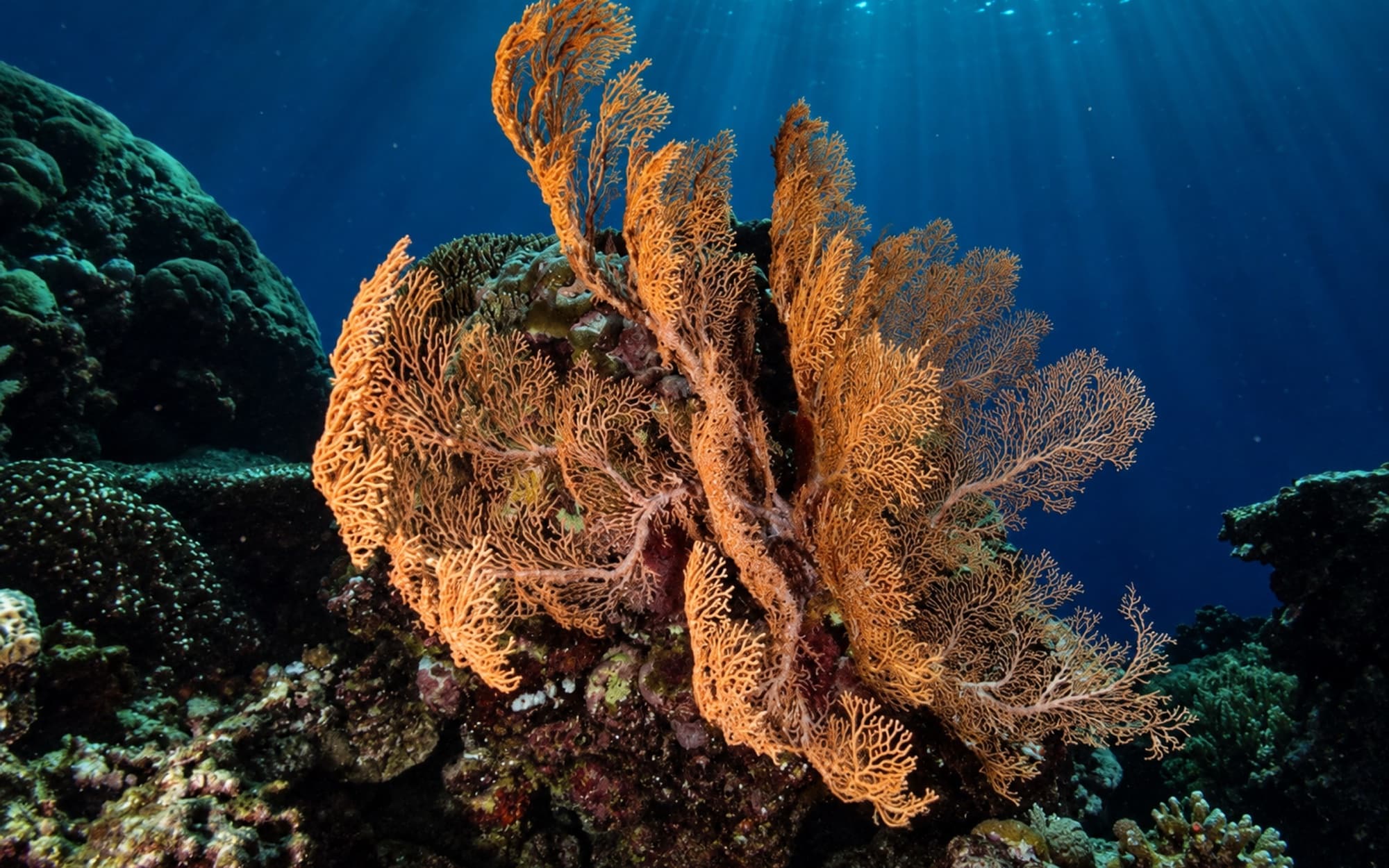 Snorkel Trip (join dive boat) (1/2)