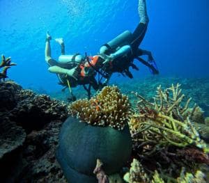 Aquatica Dive Resort — Dive Resort, photo 4