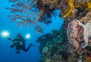 Aquatica Dive Resort — Dive Resort, photo 40