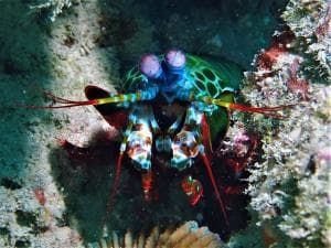 Aquatica Dive Resort — Dive Resort, photo 41