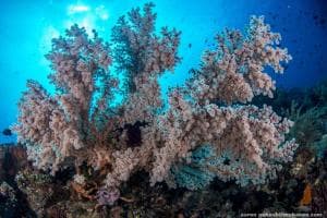 Aquatica Dive Resort — Dive Resort, photo 42