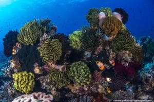 Aquatica Dive Resort — Dive Resort, photo 47