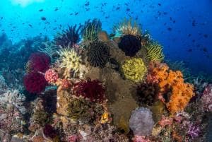 Aquatica Dive Resort — Dive Resort, photo 48