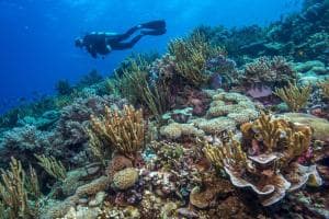 Aquatica Dive Resort — Dive Resort, photo 50