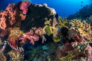 Aquatica Dive Resort — Dive Resort, photo 51