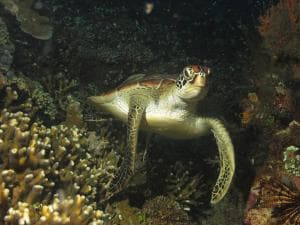 Aquatica Dive Resort — Dive Resort, photo 61