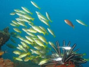 Aquatica Dive Resort — Dive Resort, photo 62