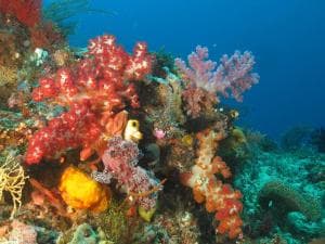 Aquatica Dive Resort — Dive Resort, photo 64