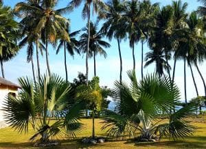 Lauhata Beach Escape coconut palms in the beach garden