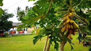 Lauhata Beach Escape papaya tree with fruit growing in the garden