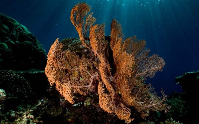 Snorkel Trip (join dive boat)