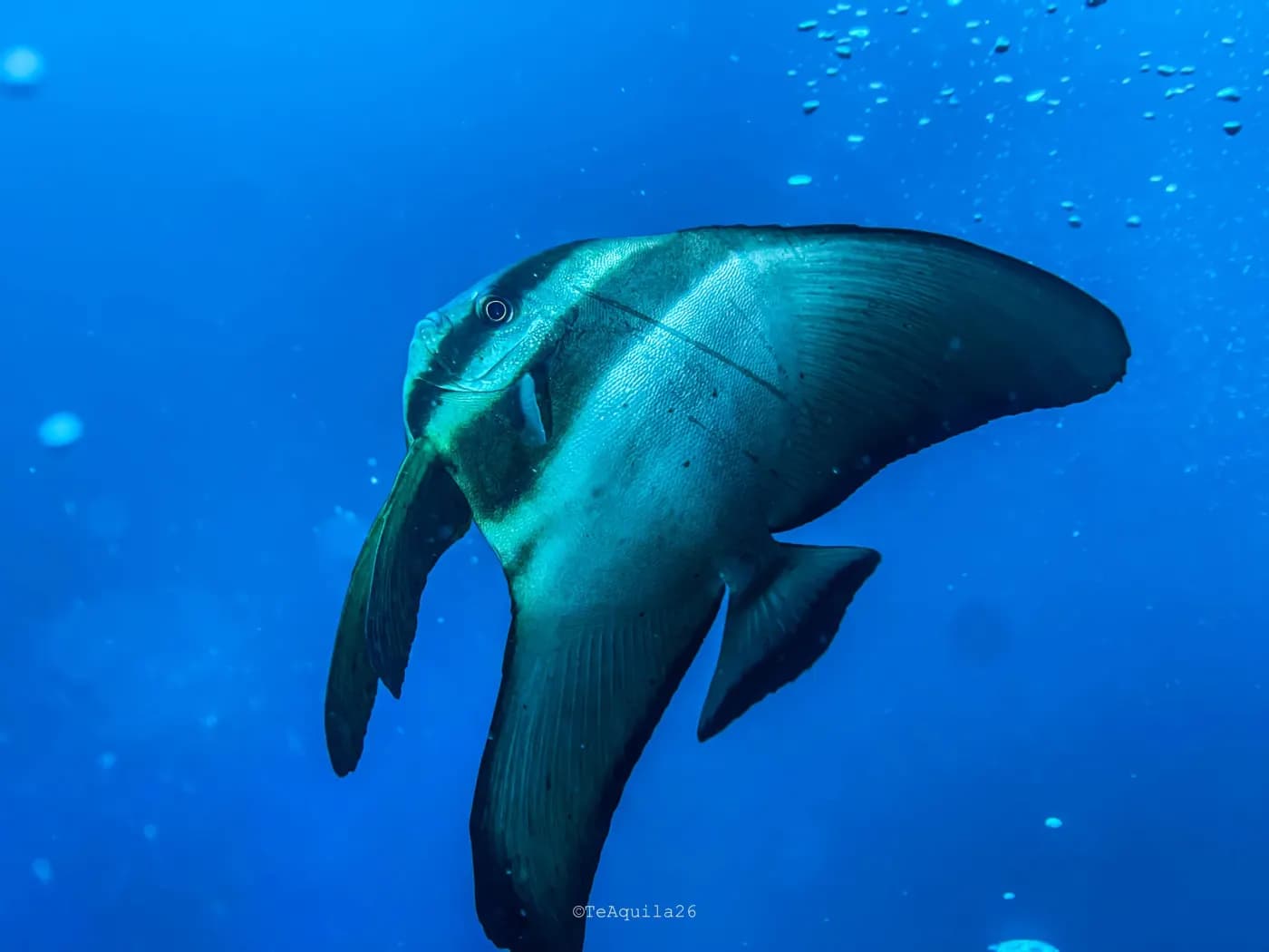 SDI Divemaster photo 3