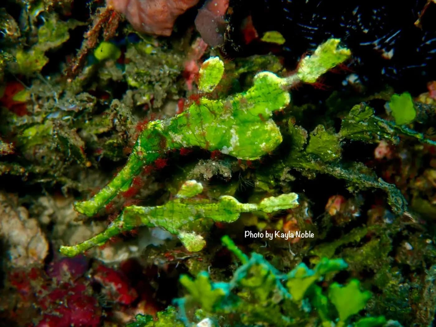 SDI Adventure Diver photo 3