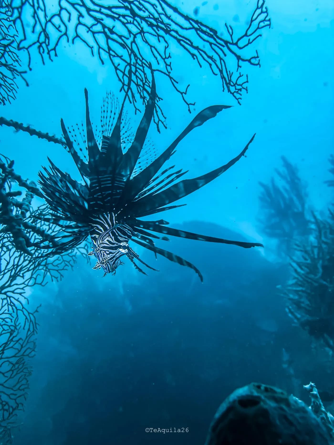 Dili Night Dive photo 3