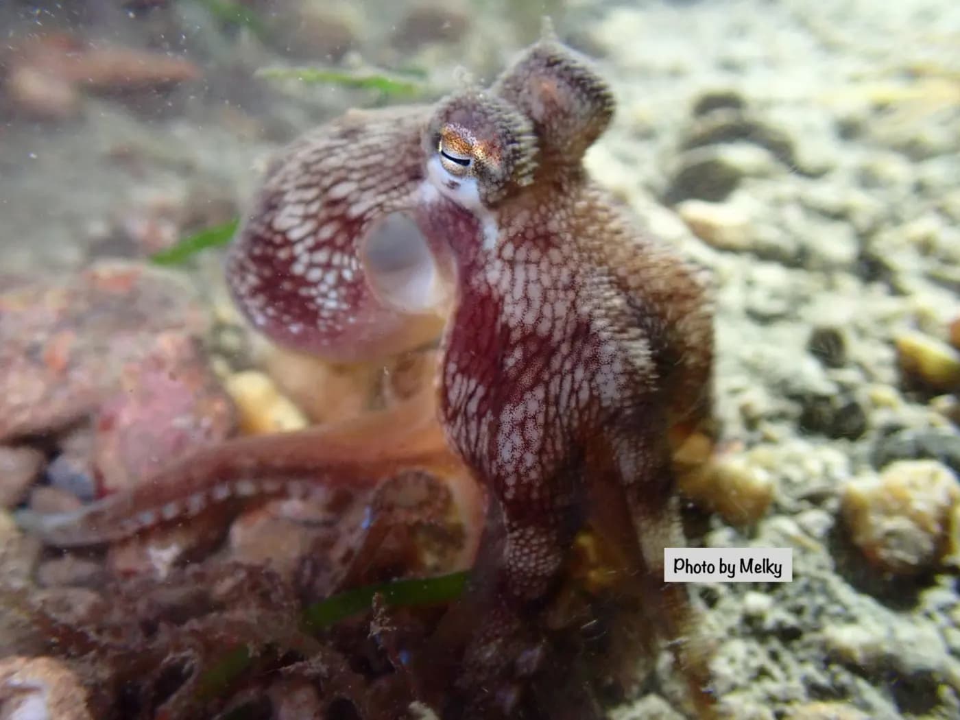 Dili Night Dive photo 2