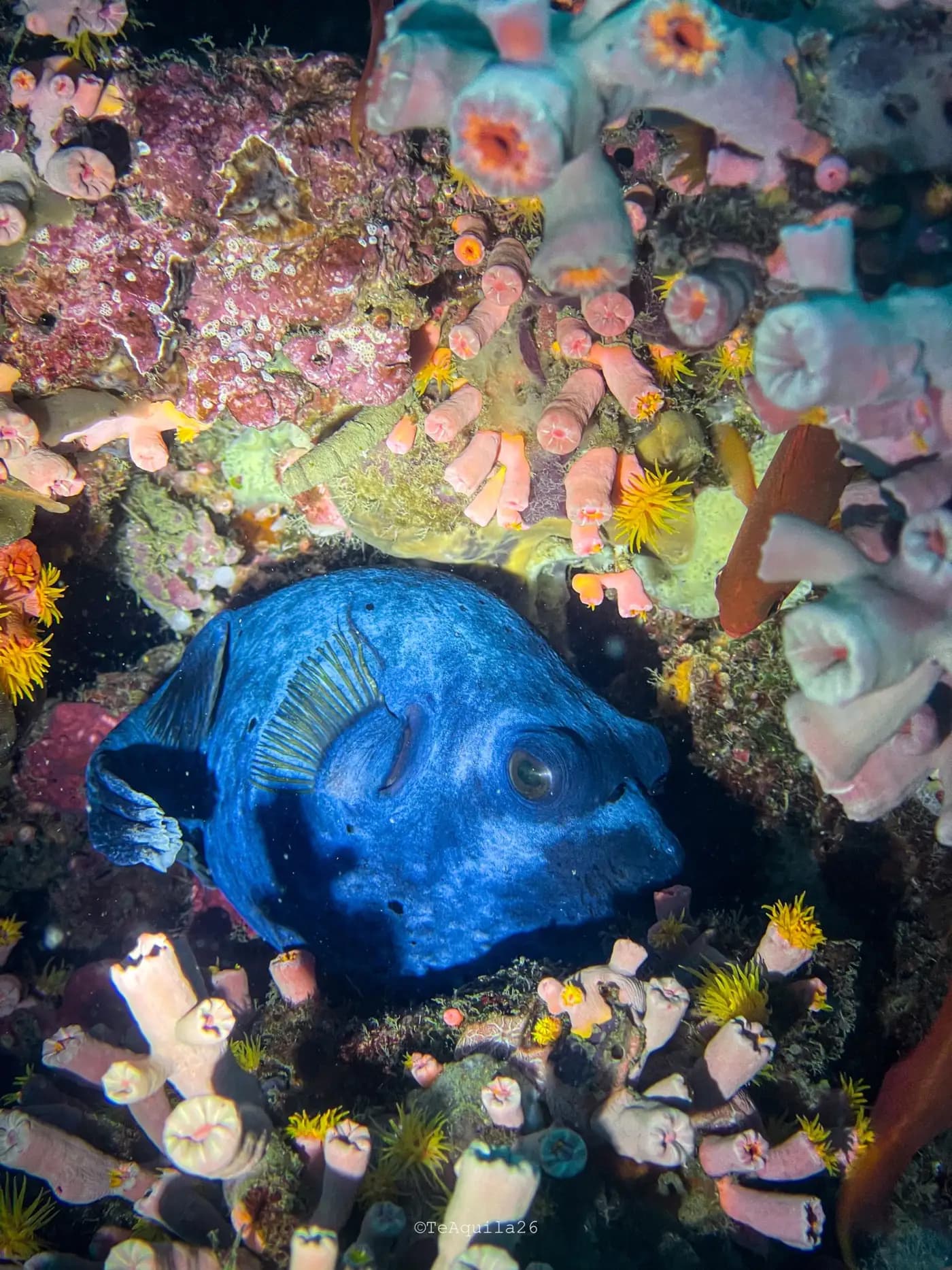 Dili Snorkelling Trip photo 3