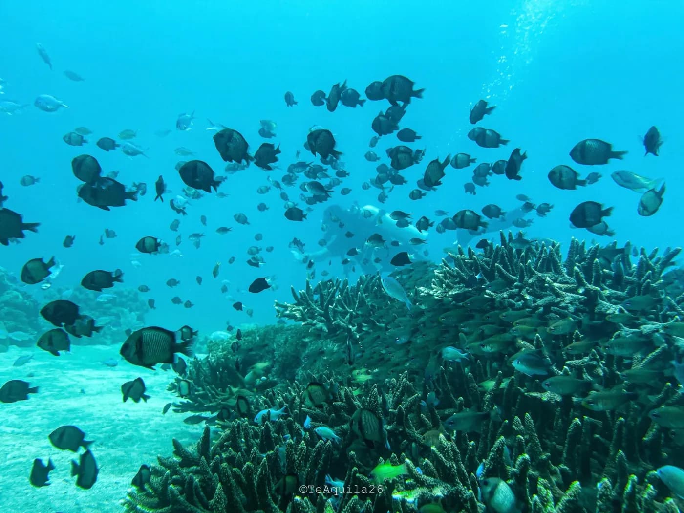 Discover Scuba Diving photo 3