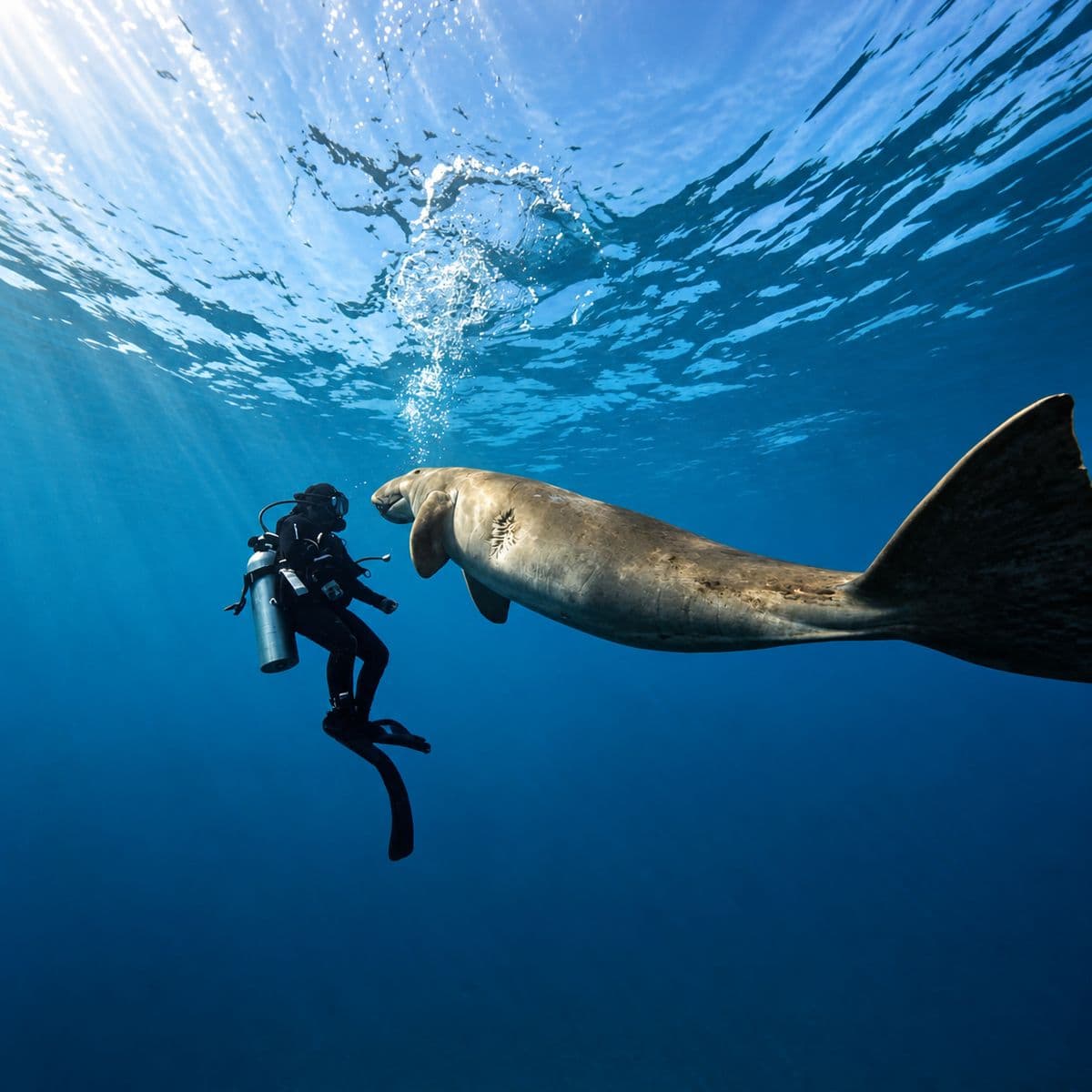 Dreamers Dive Academy Timor