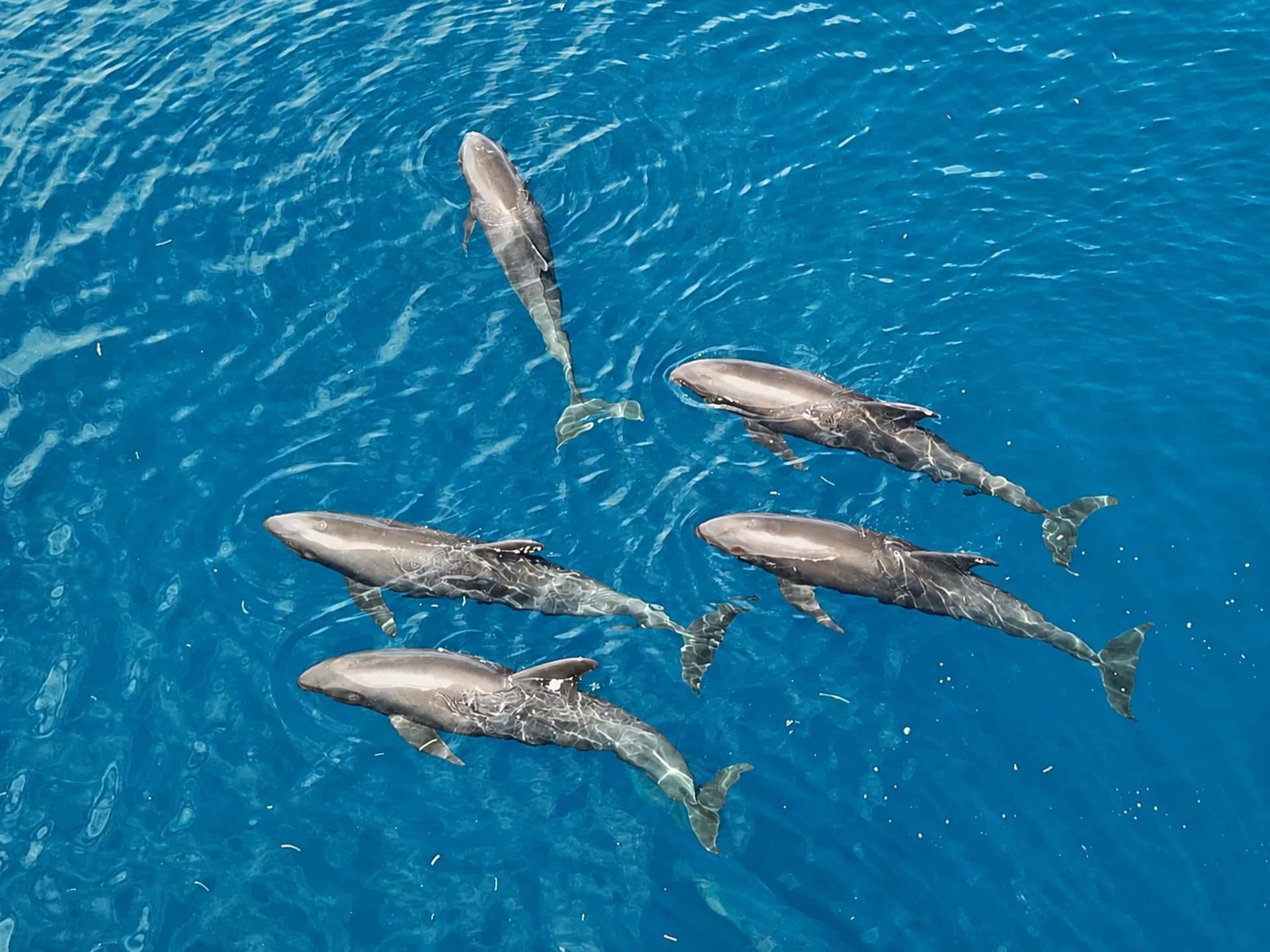 Whale & Dolphin Tour (1/3)